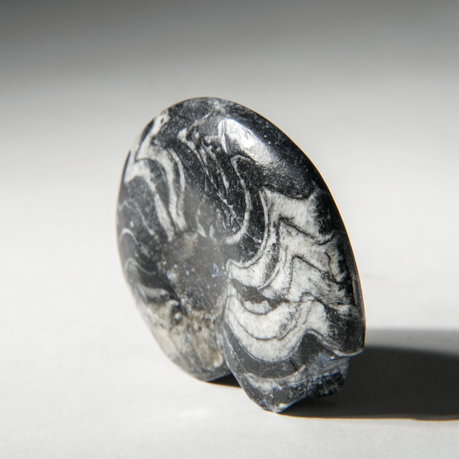 Genuine Polished Goniatite Ammonite Fossil - Small (27.4 grams)