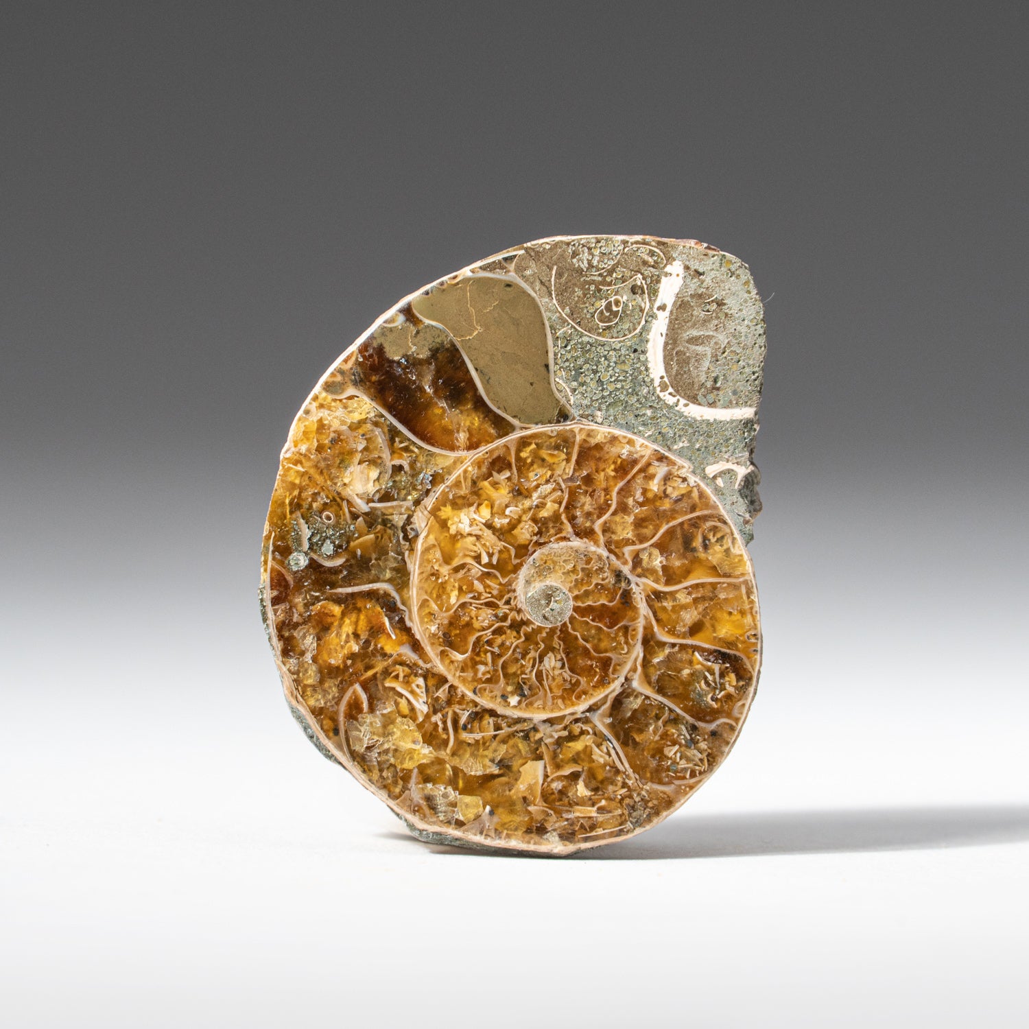 Extra-Small Calcified Ammonite Half From Madagascar (10 grams)