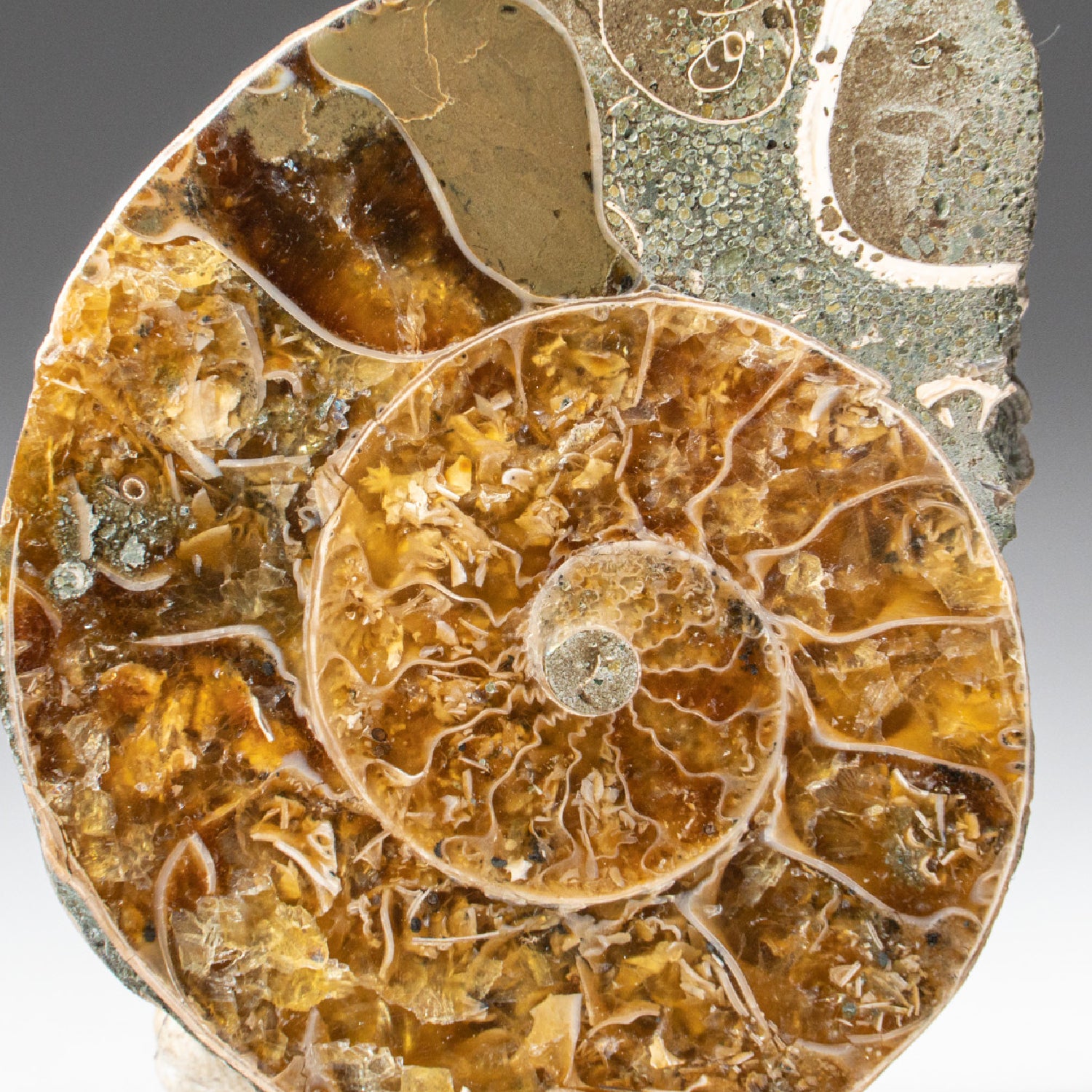 Extra-Small Calcified Ammonite Half From Madagascar (10 grams)