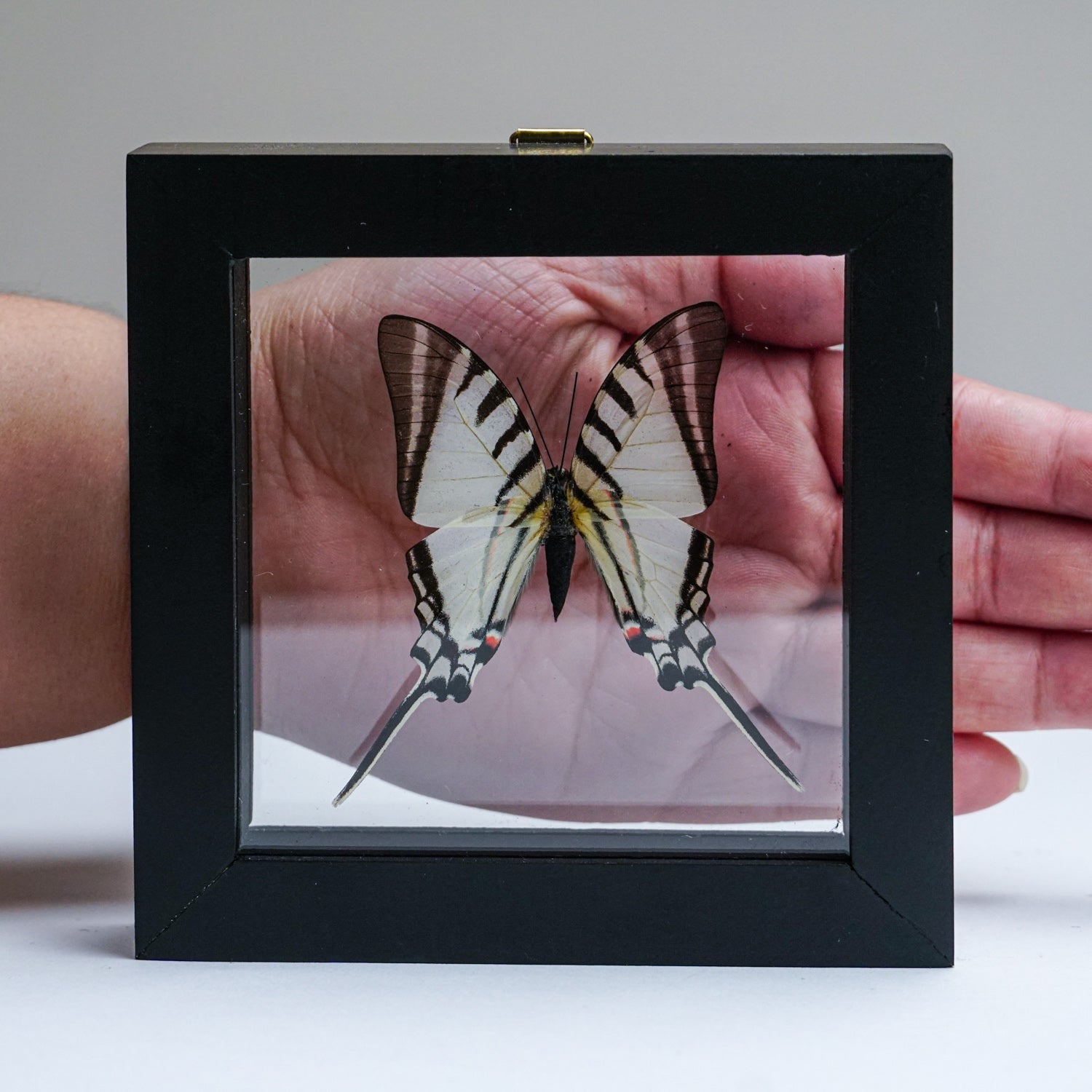 Single Neographium Agesilaus Butterfly in Black Display Frame