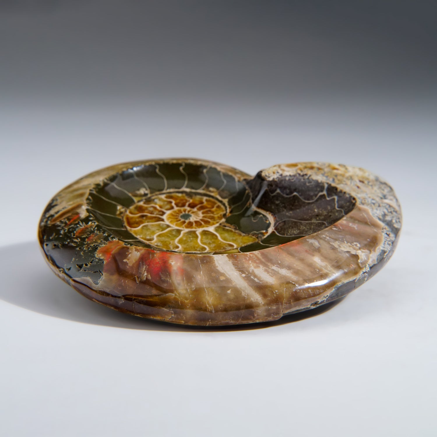 Genuine Polished Ammonite Fossil Dish (1 lb)
