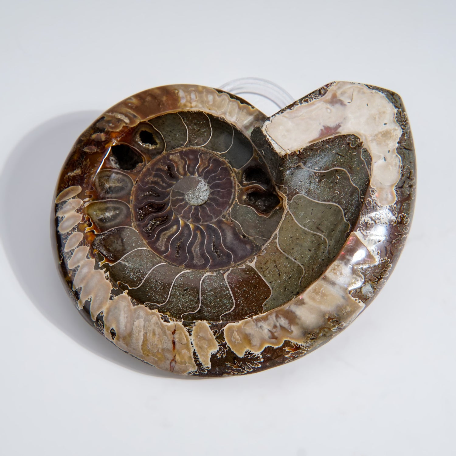 Genuine Polished Ammonite Fossil Dish (1.5 lbs)