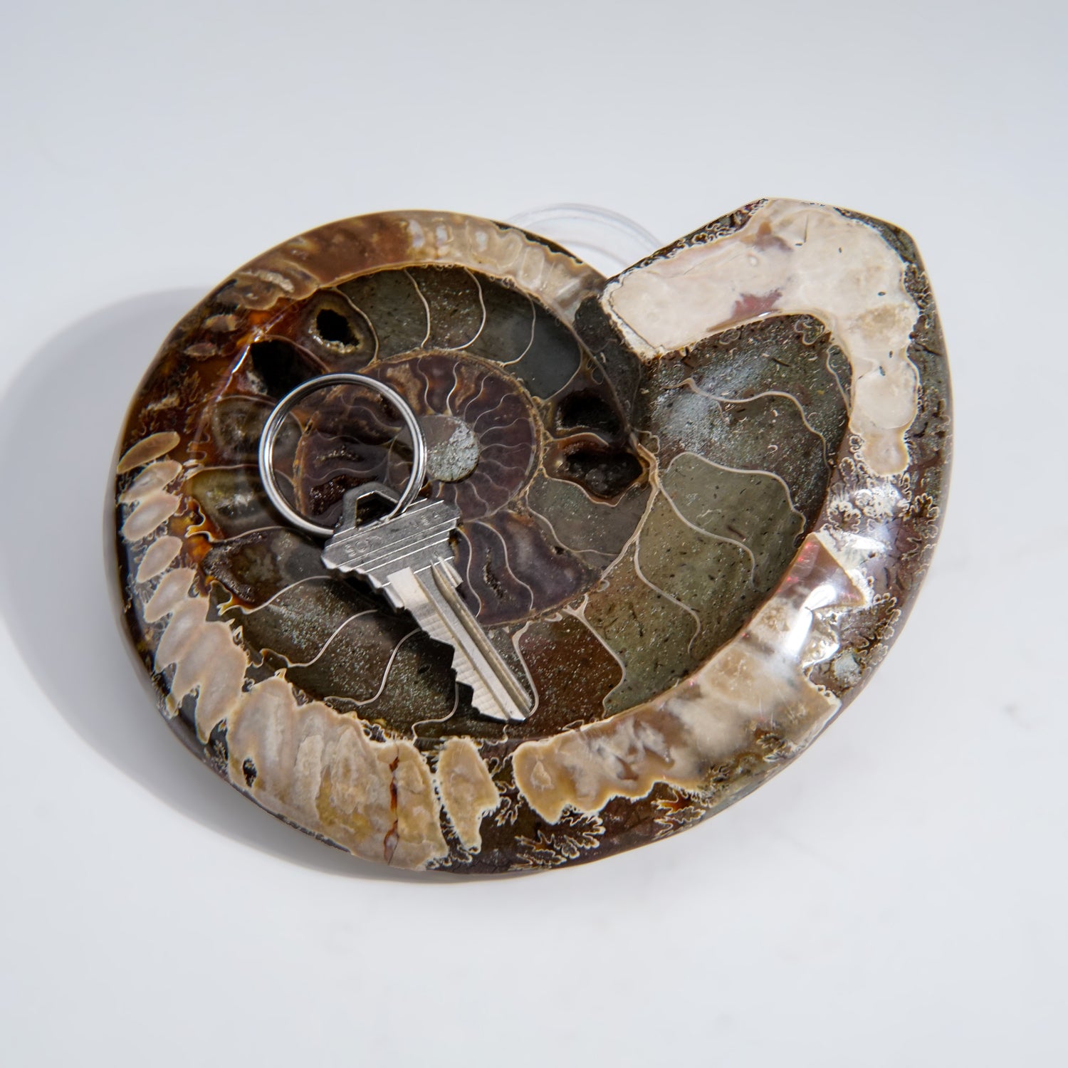 Genuine Polished Ammonite Fossil Dish (1.5 lbs)