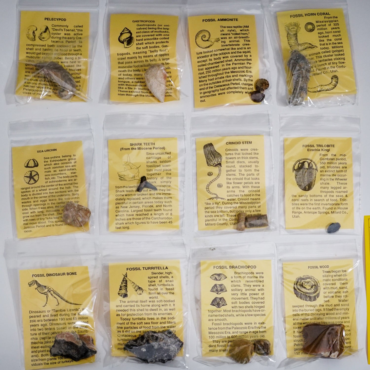Fossil Collection - Science Kit