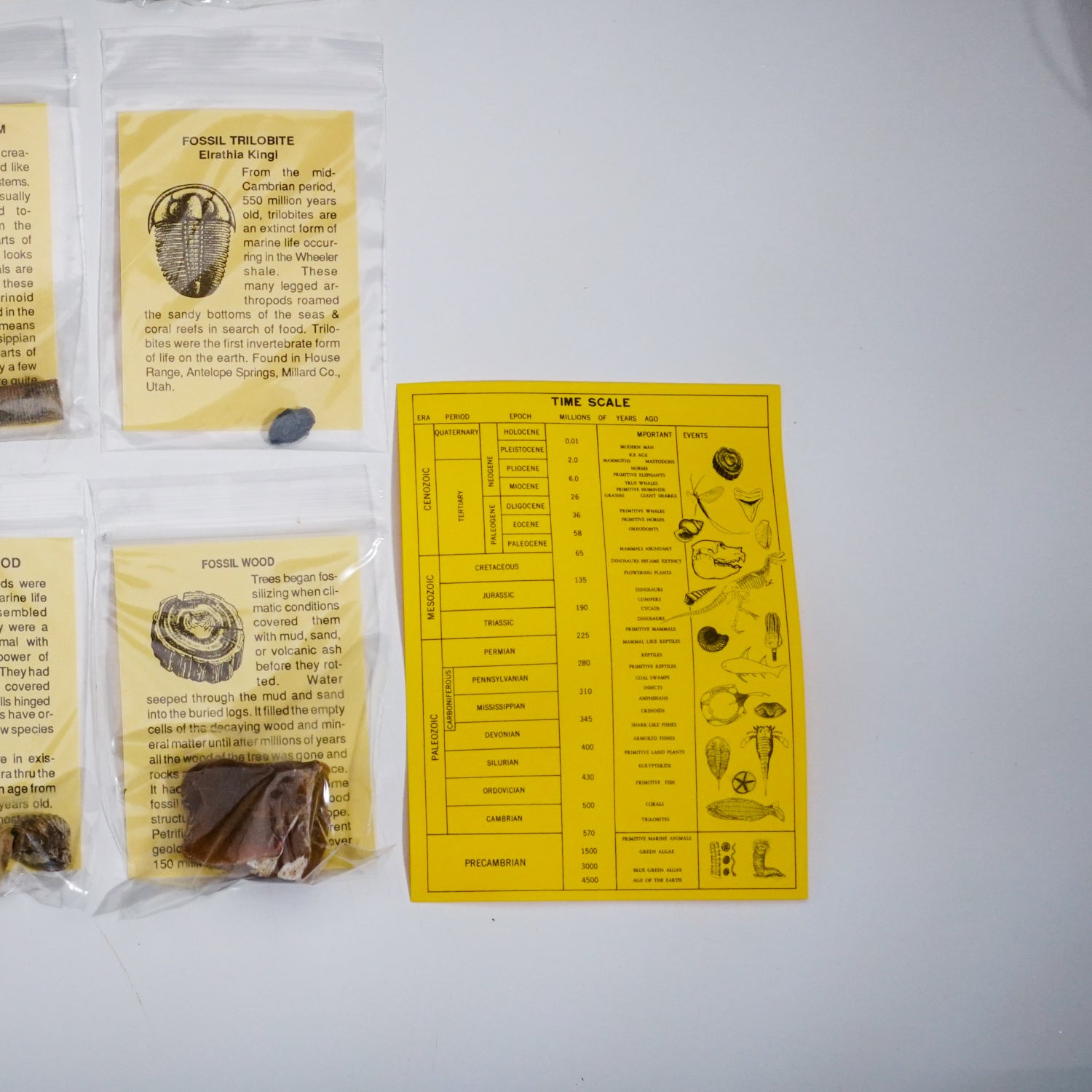 Fossil Collection - Science Kit