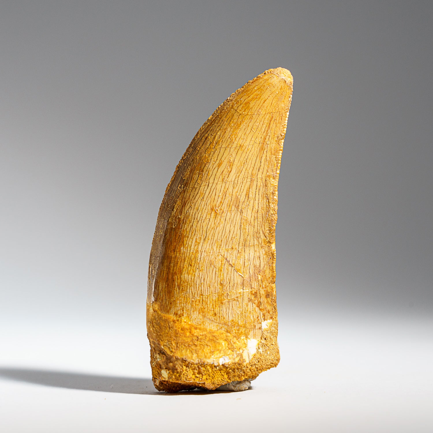 Genuine Carcharodontosaurus Tooth (30 grams)