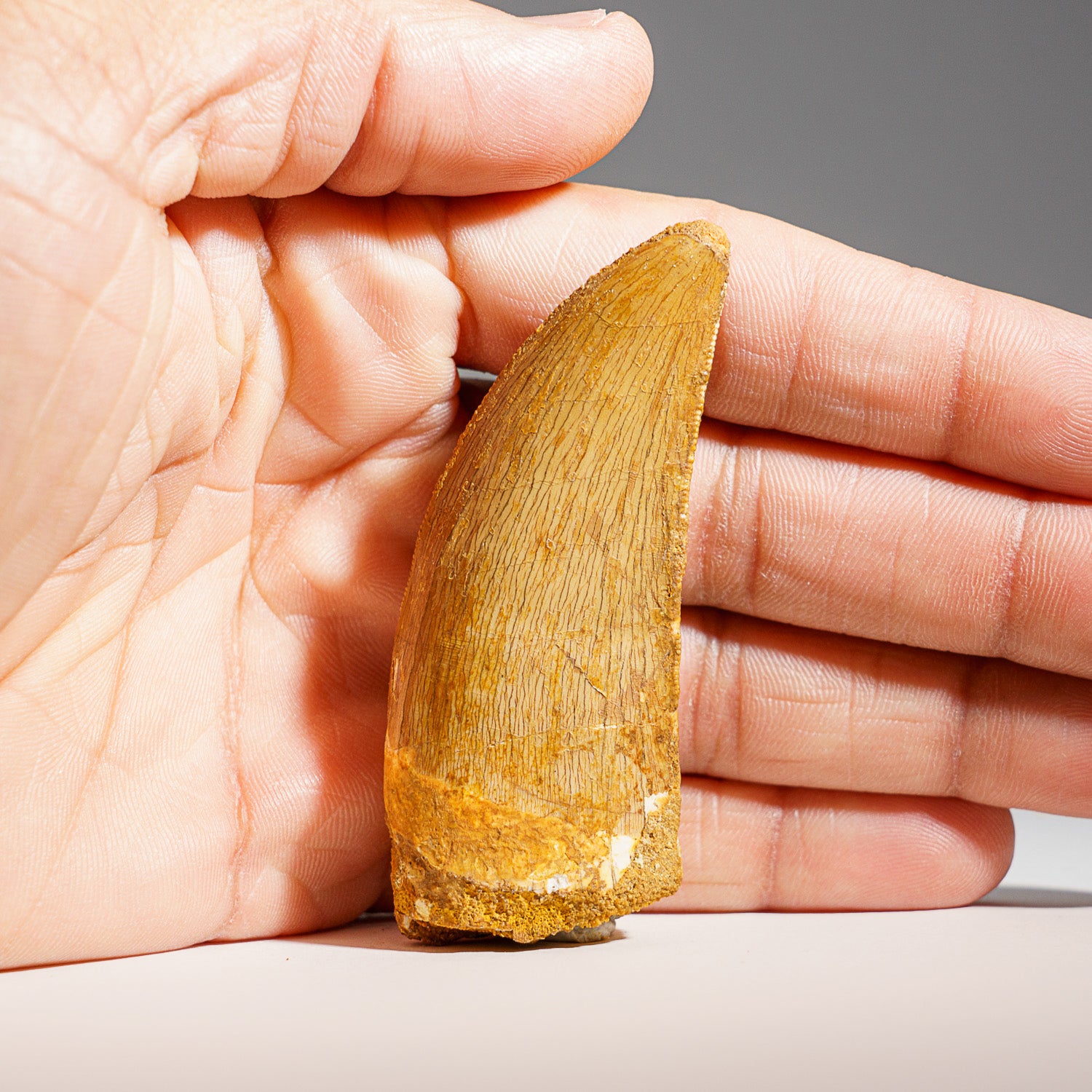 Genuine Carcharodontosaurus Tooth (30 grams)