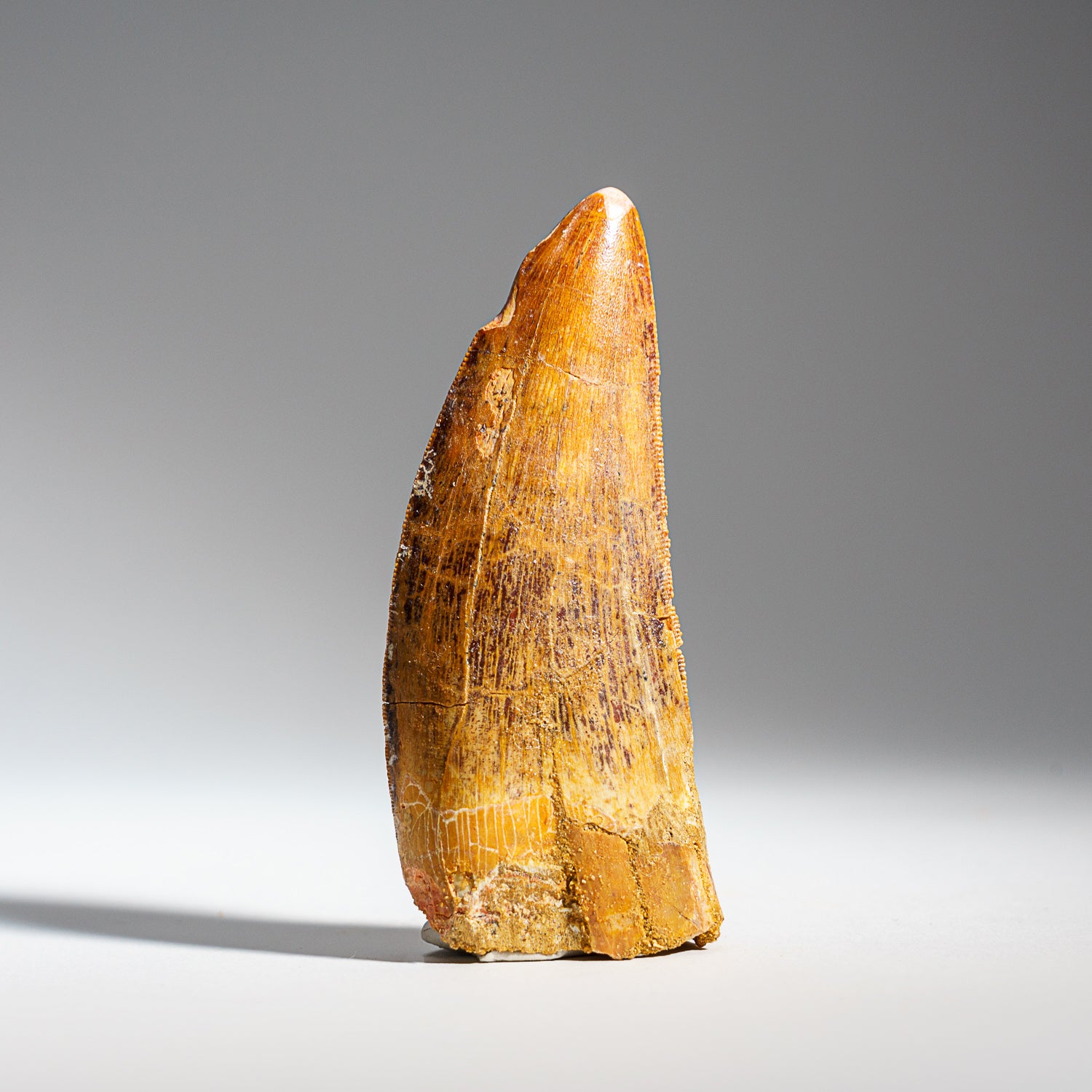 Genuine Natural Carcharodontosaurus Dinosaur Tooth (34 grams)
