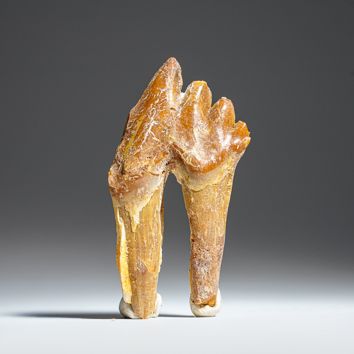 Genuine Natural Pre Historic Basilousaurus Whale Tooth