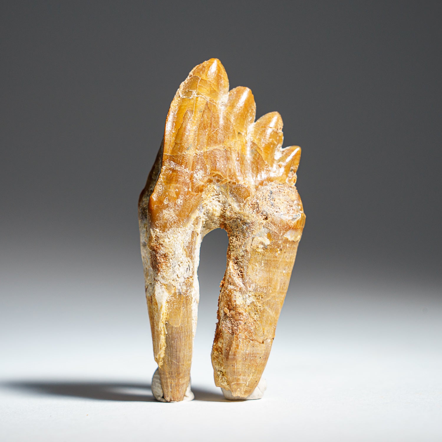 Genuine Natural Pre Historic Basilousaurus Whale Tooth
