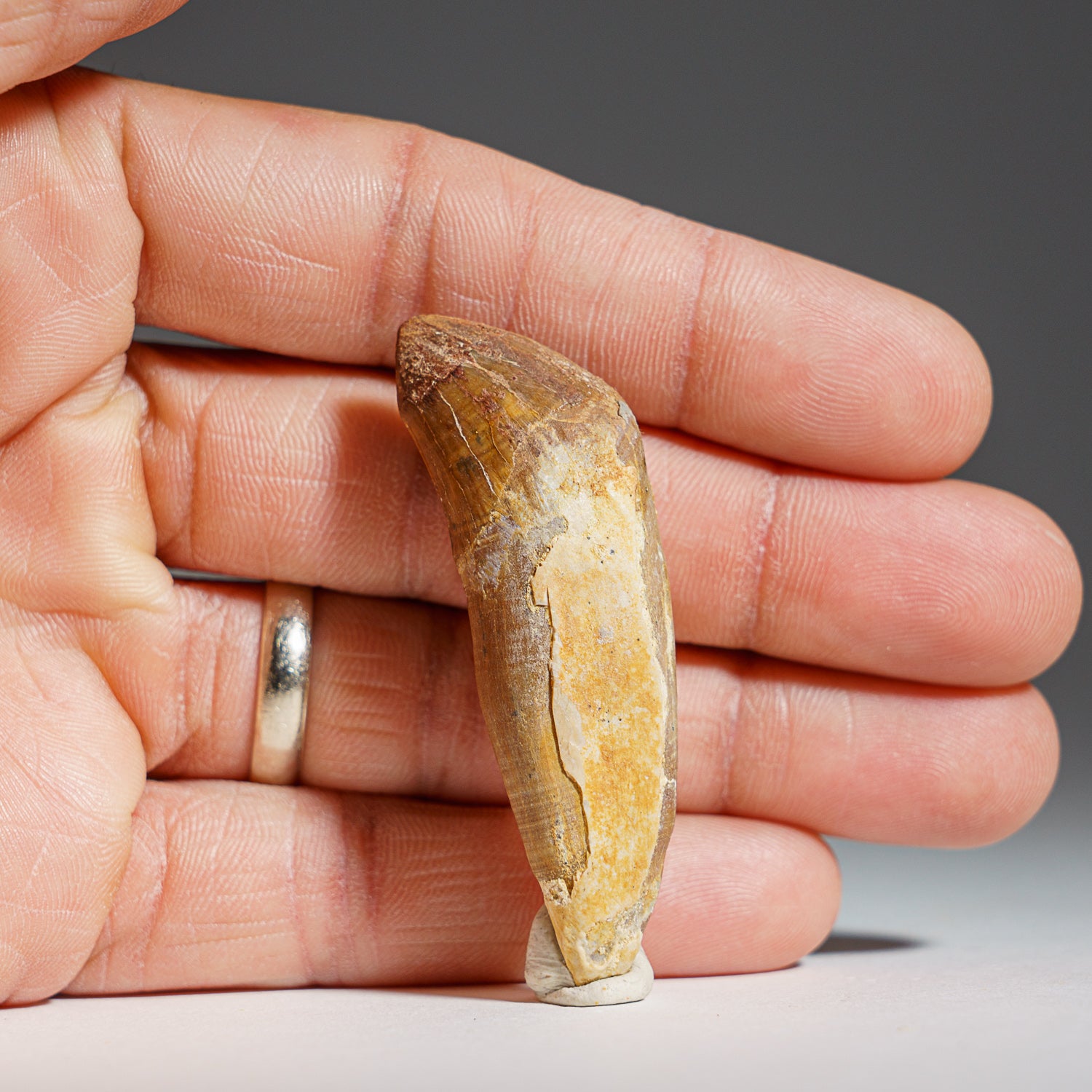 Genuine Mosasaur Tooth (15.6 grams)