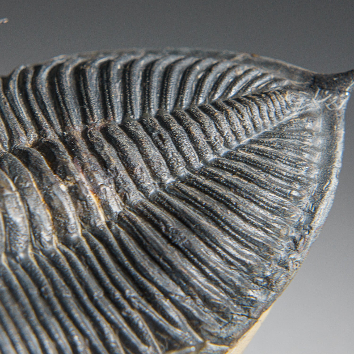 Genuine Trilobite Fossil (Ptychopariida) on Matrix (421.7 grams)