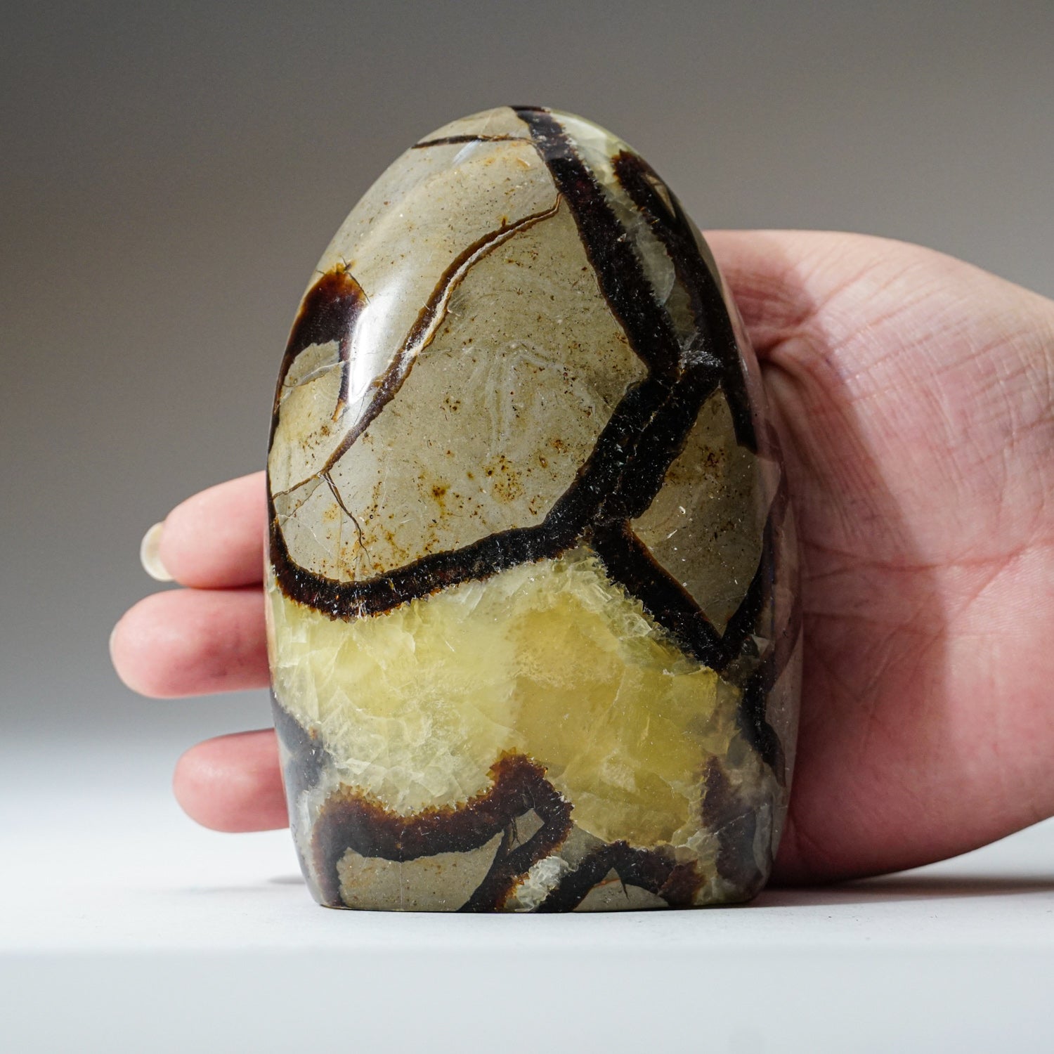 Polished Septarian Freeform from Madagascar (1.4 lbs)