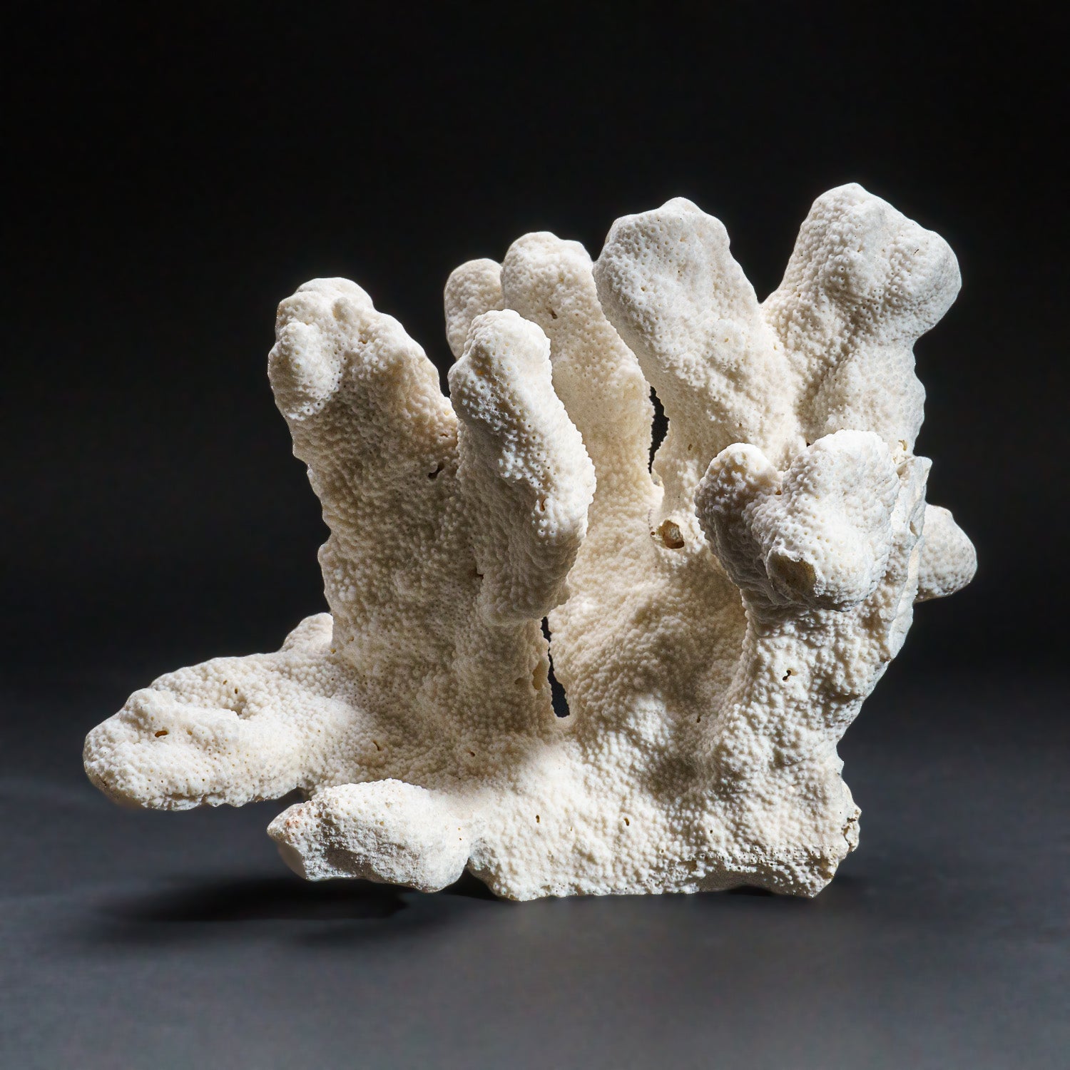 Genuine White Cat's Paw Coral (5.5 lbs)