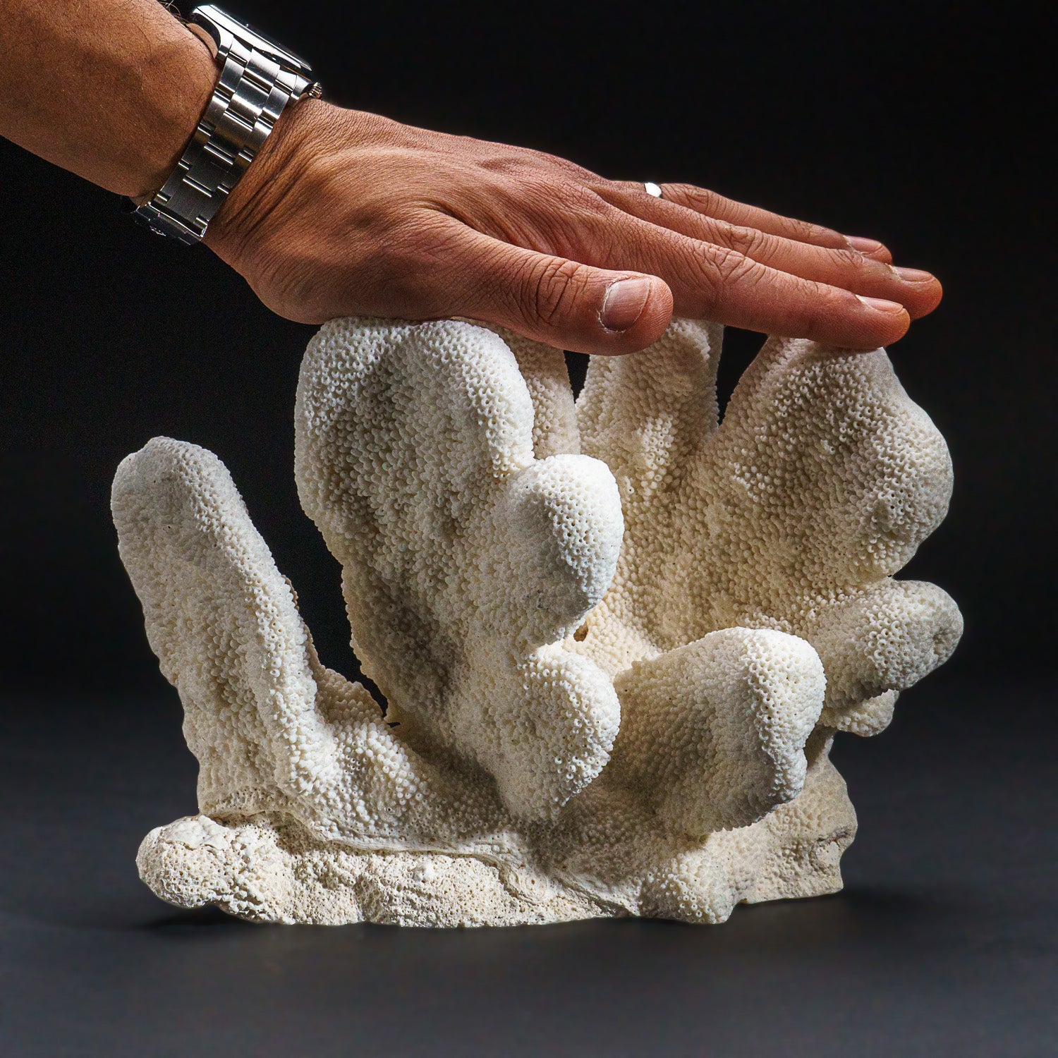 Genuine White Cat's Paw Coral (4.7 lbs)