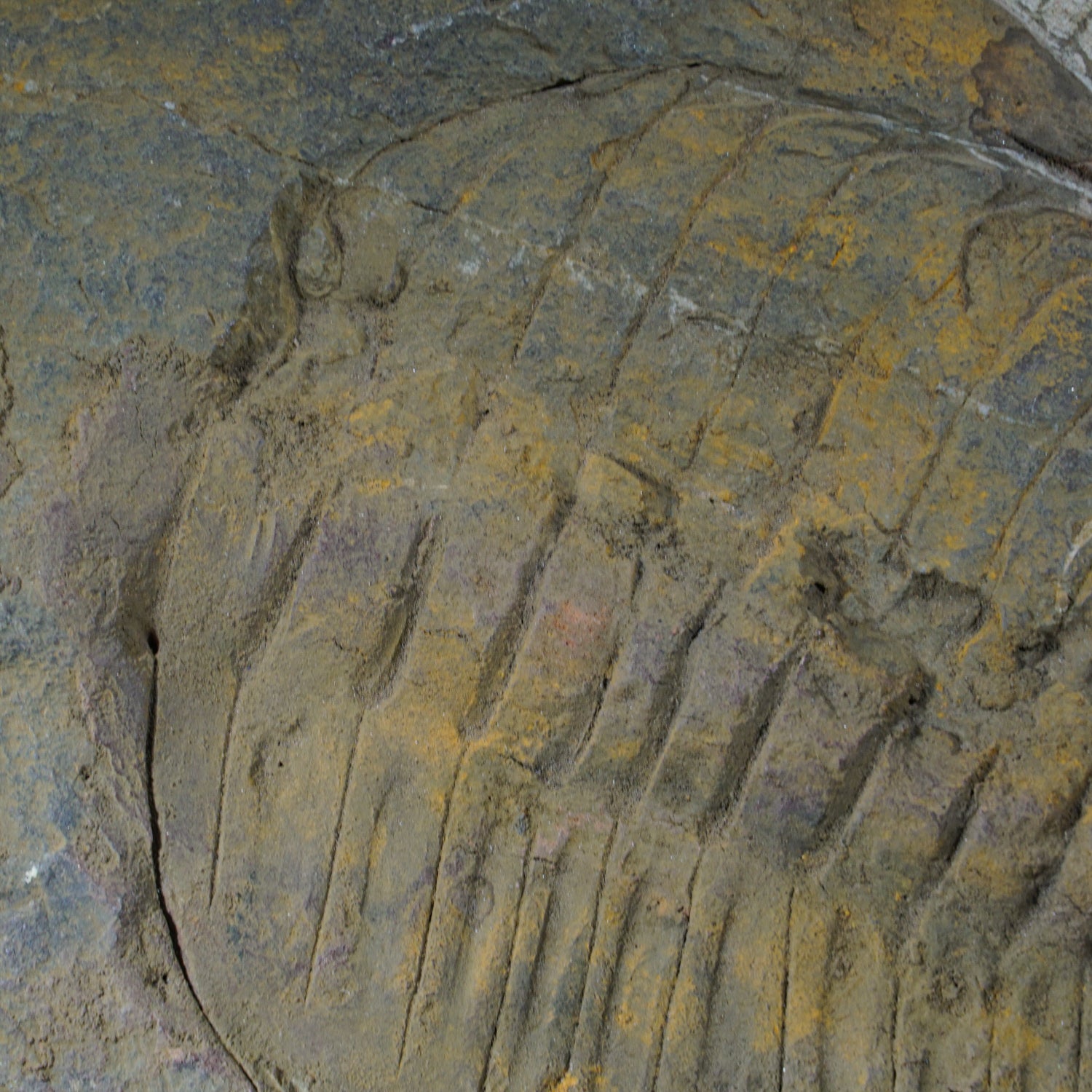 Genuine Trilobite (Ptychopariida) Fossil on Matrix (3.4 lbs)