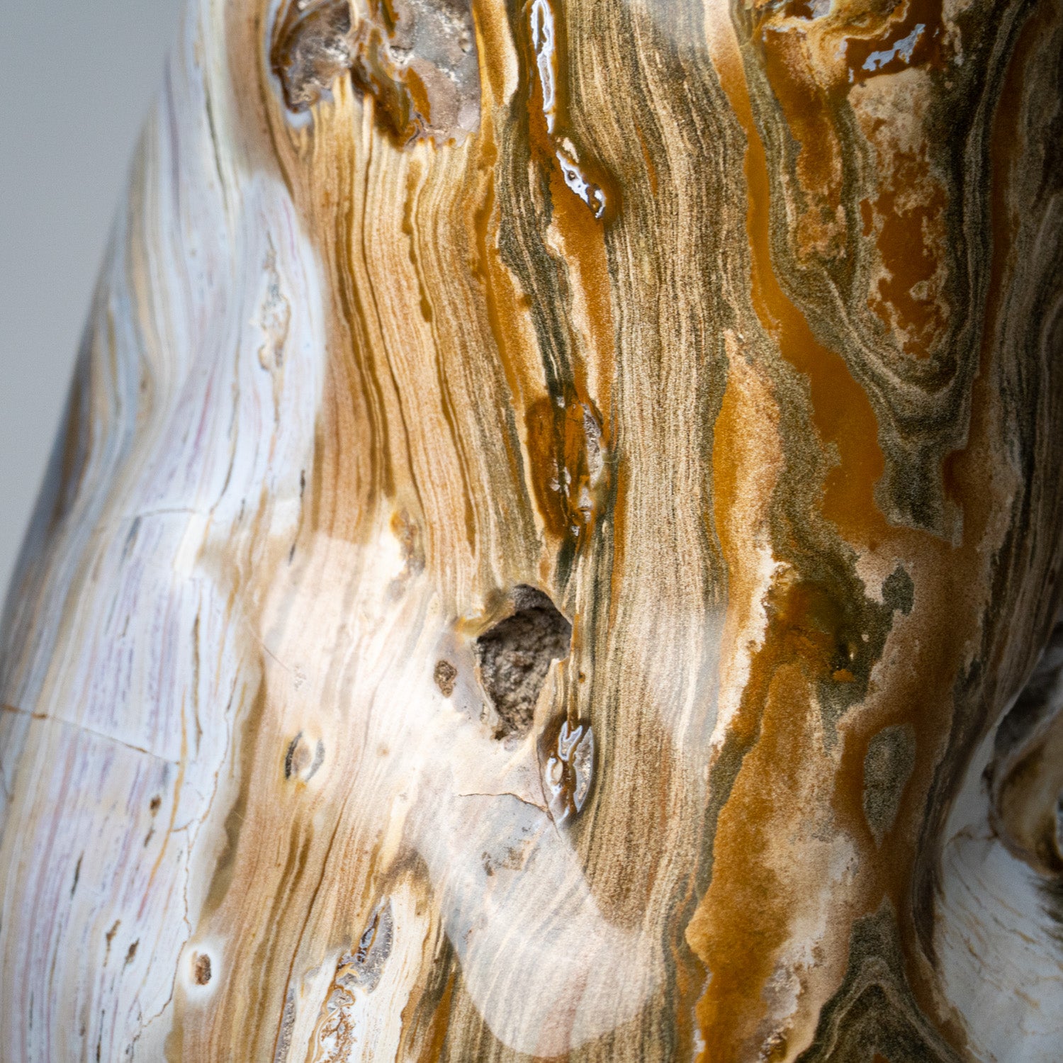 Large Polished Petrified Wood Freeform from Madagascar (134 lbs)