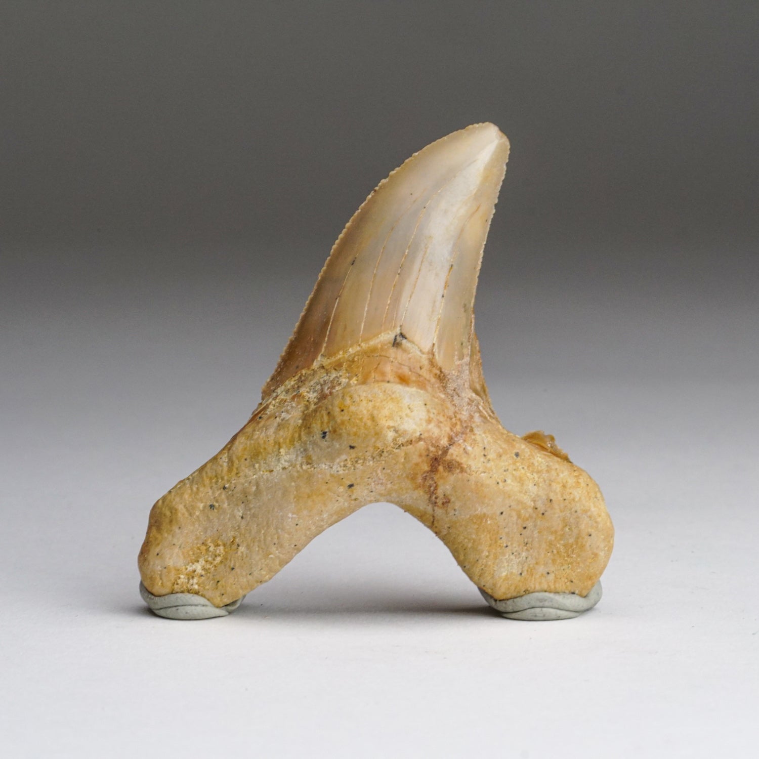 Genuine Pre Historic Shark Tooth in Display Box (43 grams)