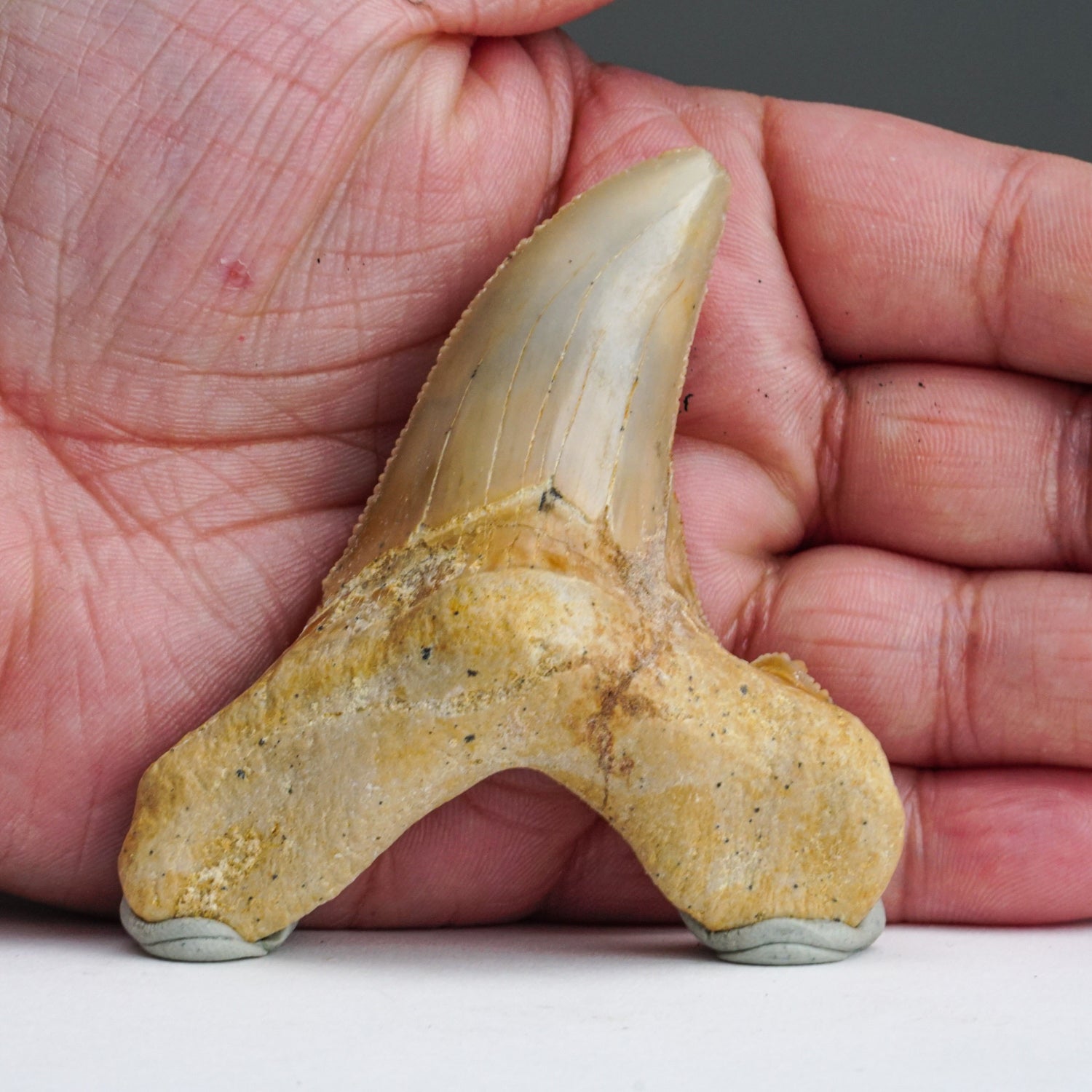 Genuine Pre Historic Shark Tooth in Display Box (43 grams)