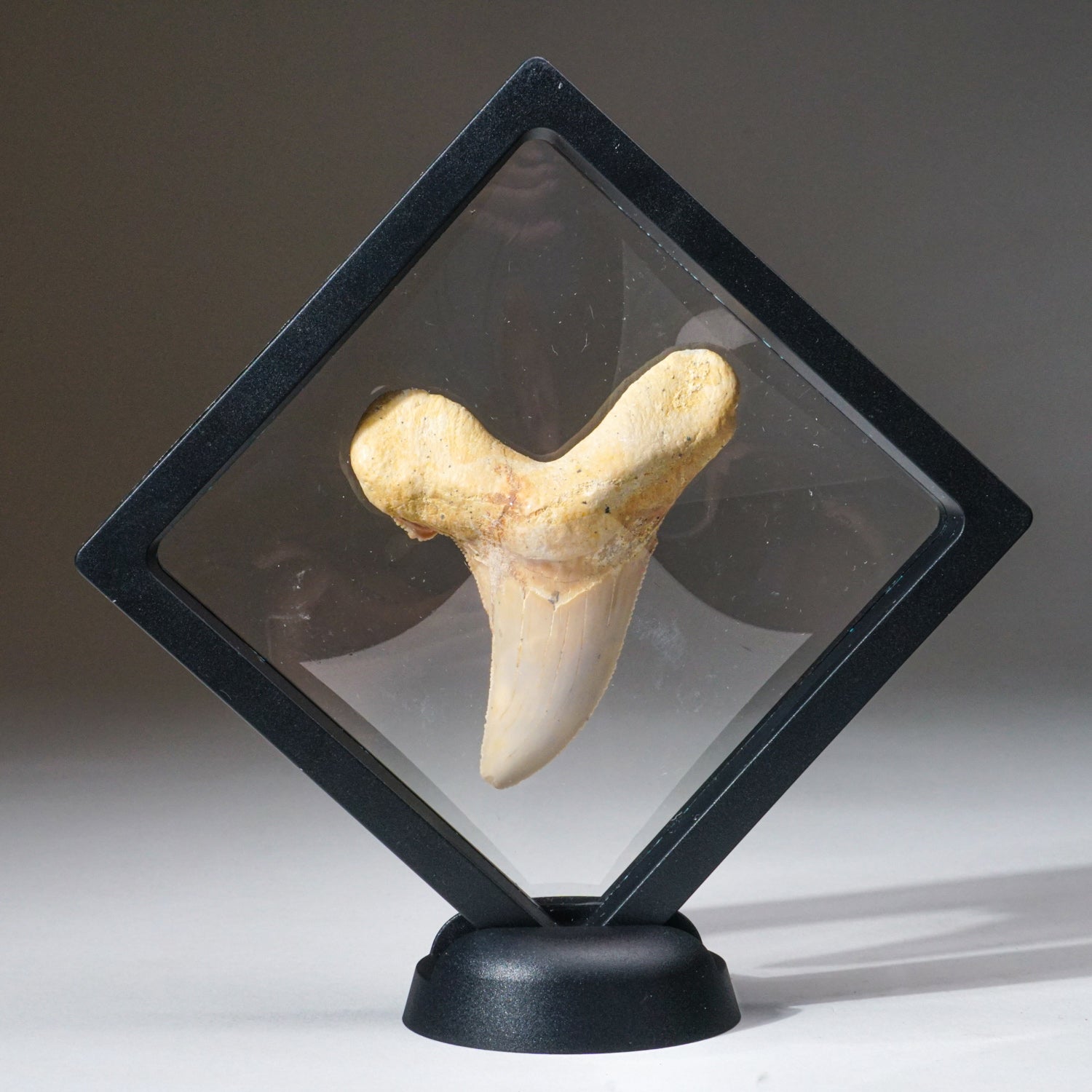 Genuine Pre Historic Shark Tooth in Display Box (43 grams)