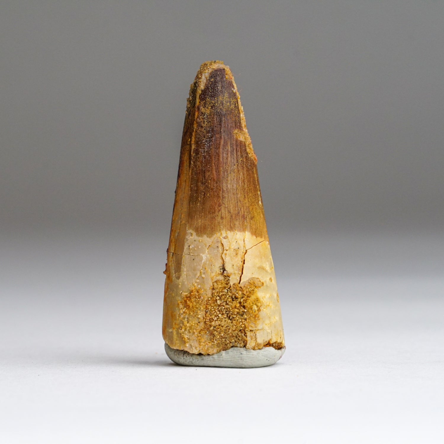 Genuine Carcharodontosaurus Tooth in Display Box (26.8 grams)