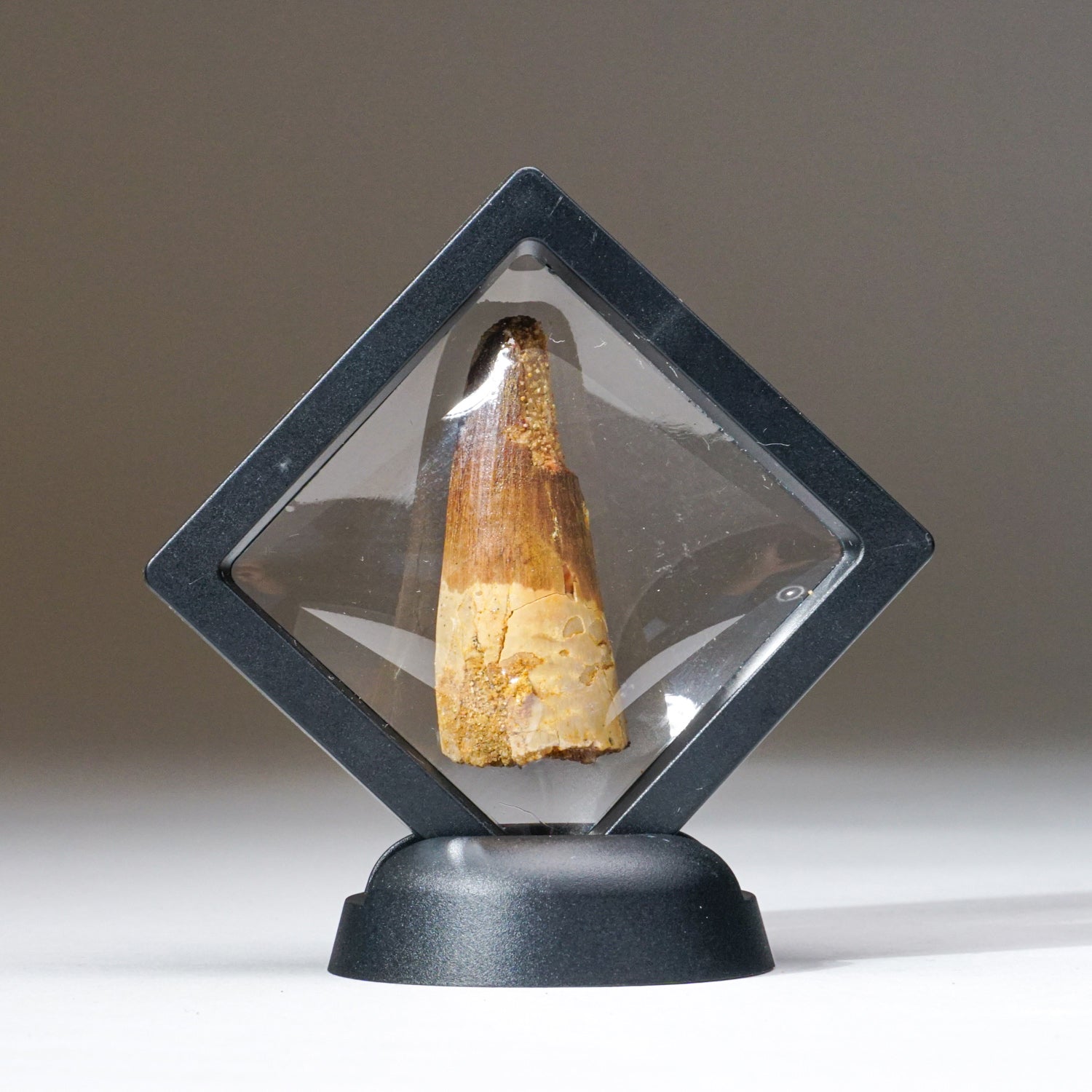 Genuine Carcharodontosaurus Tooth in Display Box (26.8 grams)