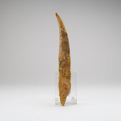 Order Direct Fossil Fish | Graded In House, Shipped Nationwide