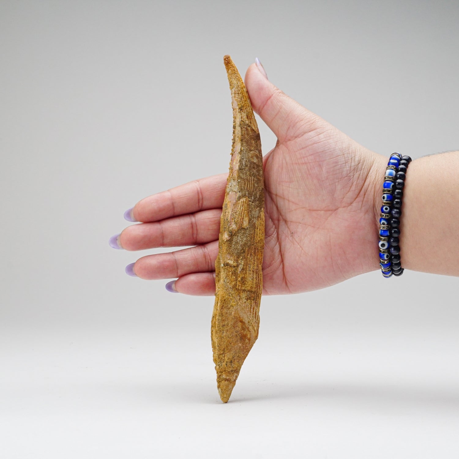 Genuine Hybodus Shark Dorsal Spine (77.9 grams)