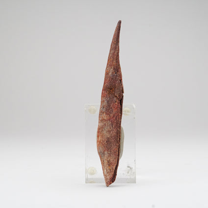 Order Direct Fossil Fish | Graded In House, Shipped Nationwide