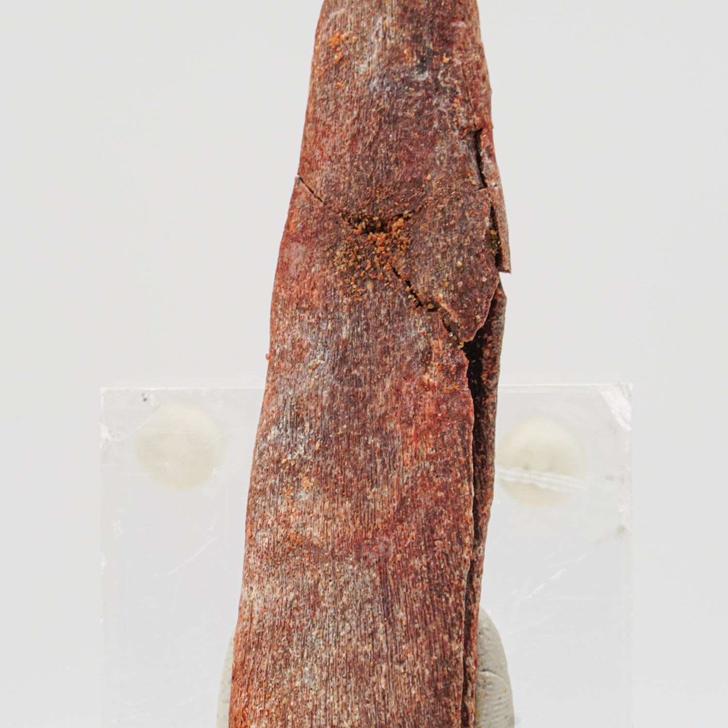 Genuine Hybodus Shark Dorsal Spine  (31.7 grams)