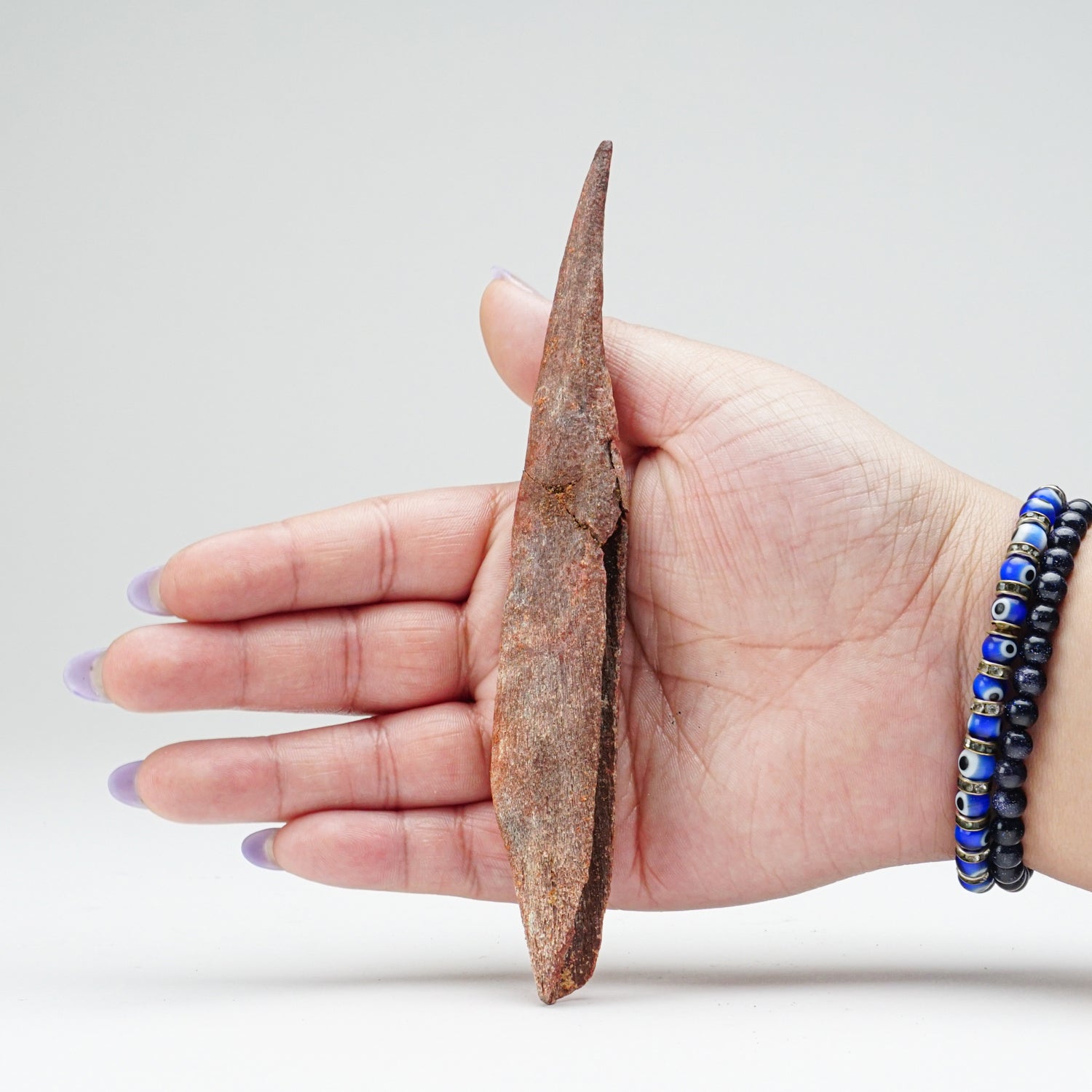Genuine Hybodus Shark Dorsal Spine  (31.7 grams)