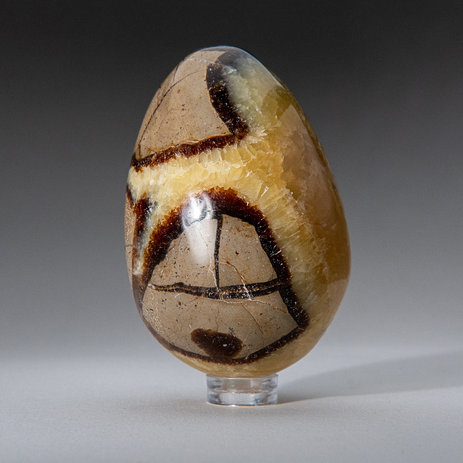 Genuine Polished Septarian (2.75") Egg from Madagascar