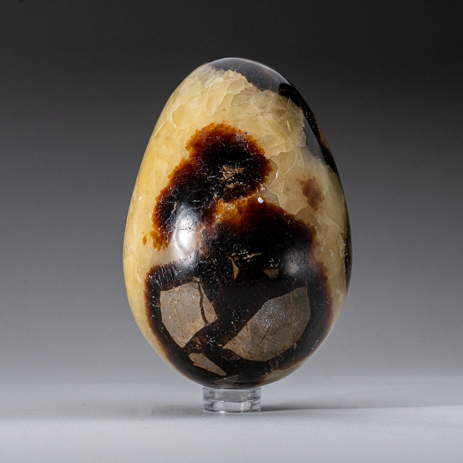 Genuine Polished Septarian (3") Egg from Madagascar