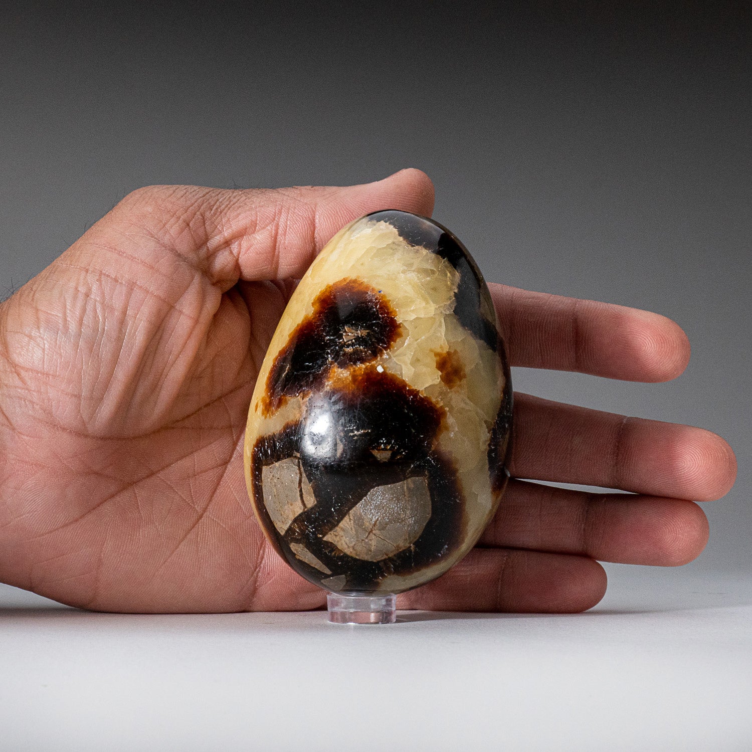 Genuine Polished Septarian (3") Egg from Madagascar