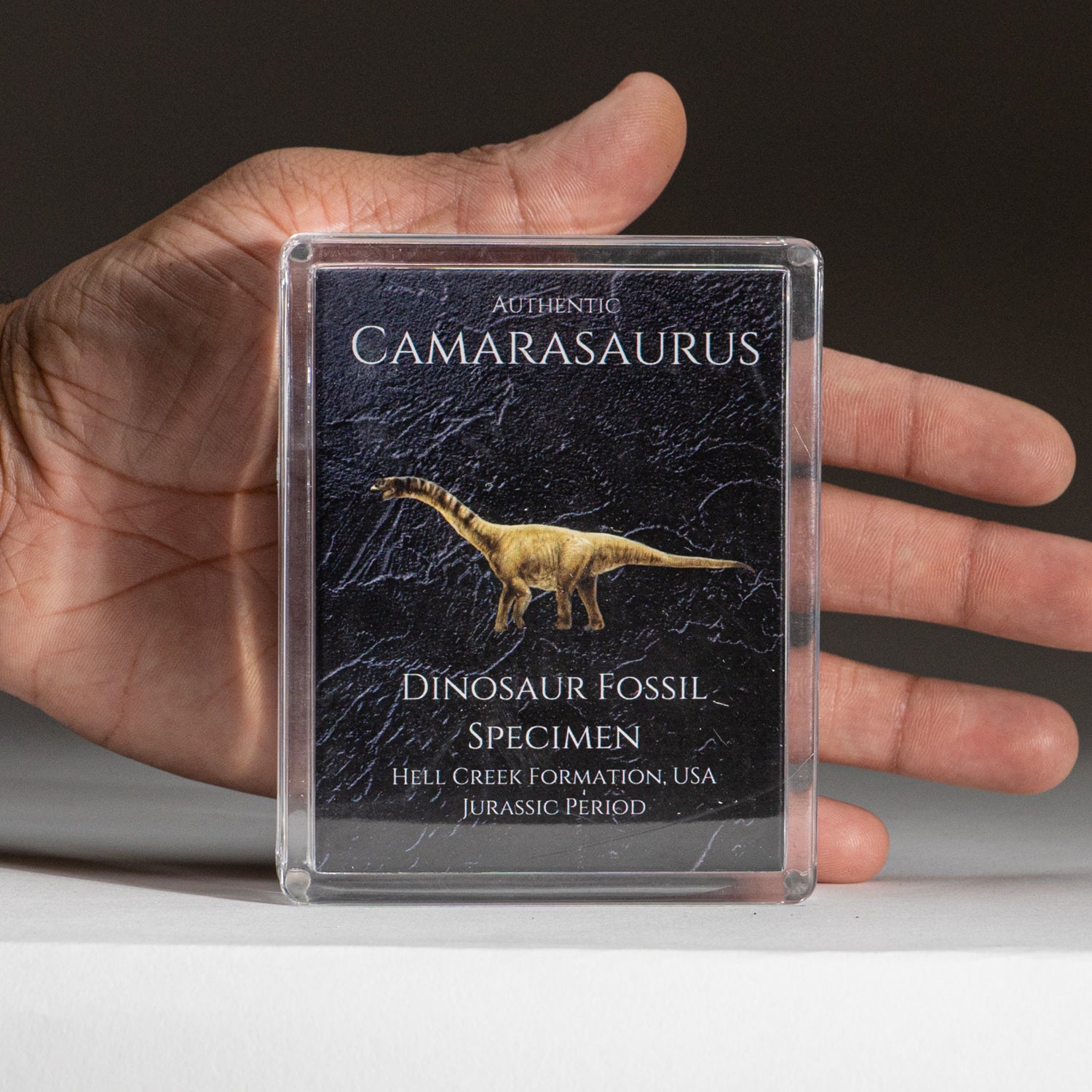 Genuine Camasaurus (Dinosaur) Fossil Specimen in Acrylic Display Box