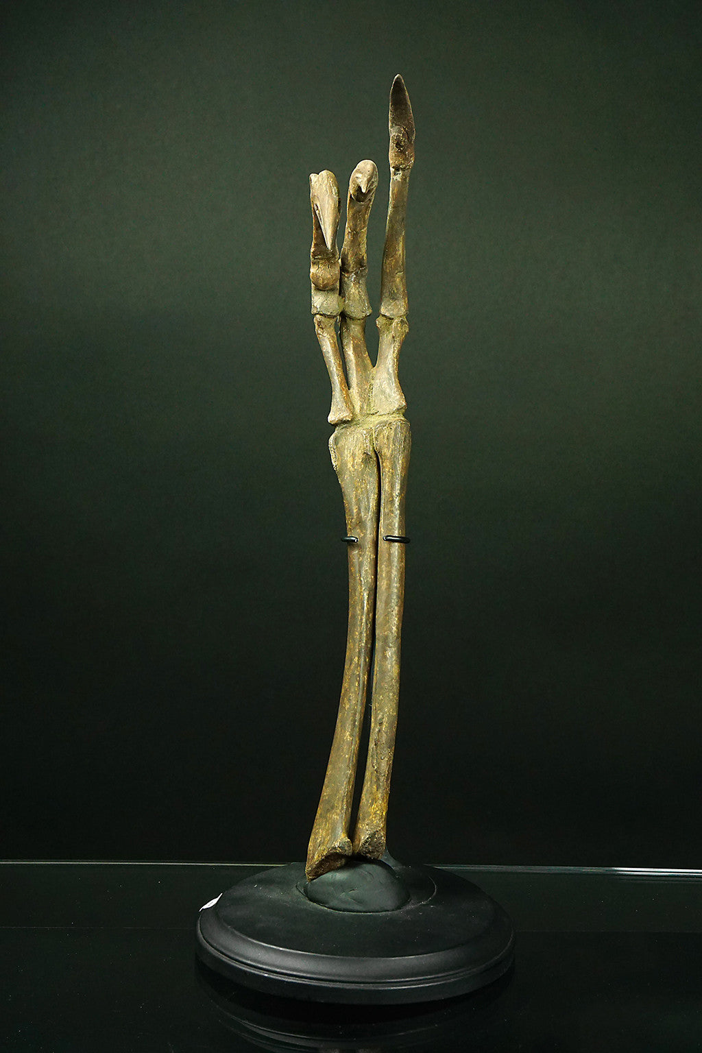 Allosaurus hand and Lower Arm - Astro Gallery