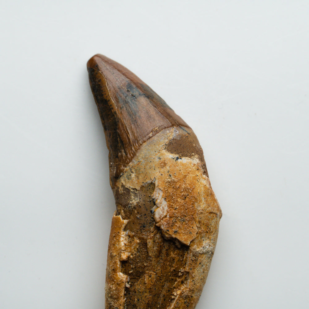 Genuine Natural Spinosaurus Dinosaur Tooth