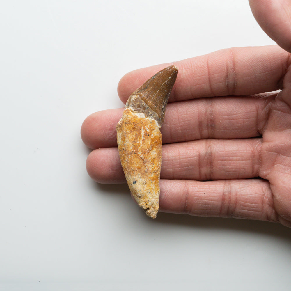 Genuine Natural Spinosaurus Dinosaur Tooth