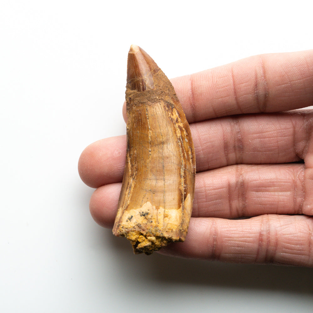 Genuine Natural Large Carcharodontosaurus Dinosaur Tooth
