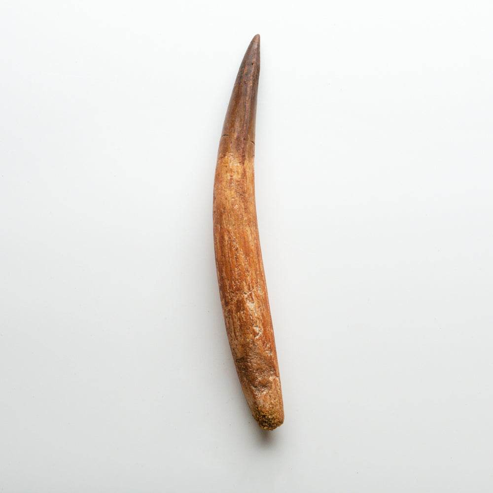 Genuine Natural Spinosaurus Dinosaur Tooth