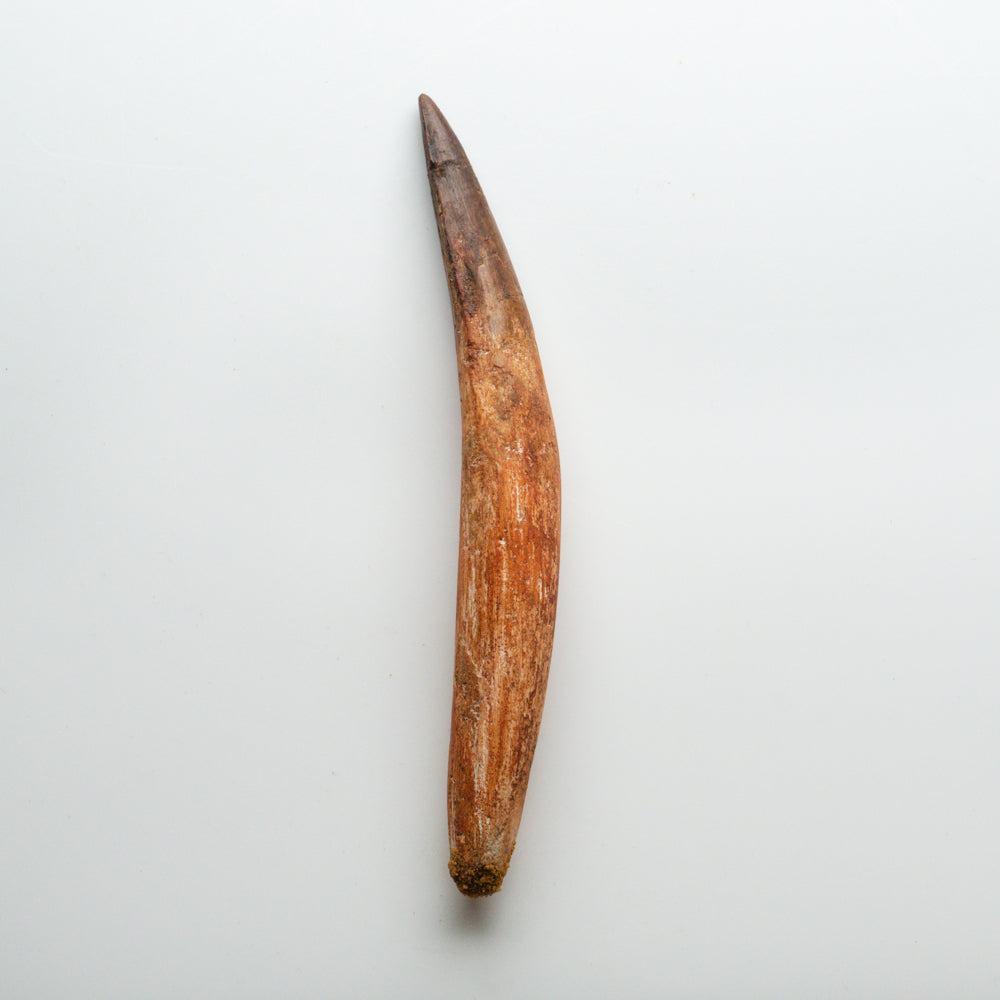 Genuine Natural Spinosaurus Dinosaur Tooth