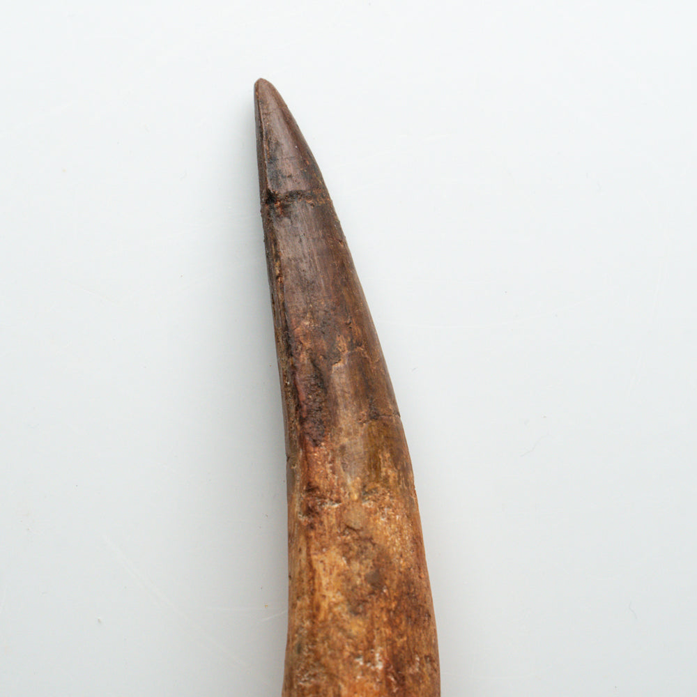 Genuine Natural Spinosaurus Dinosaur Tooth