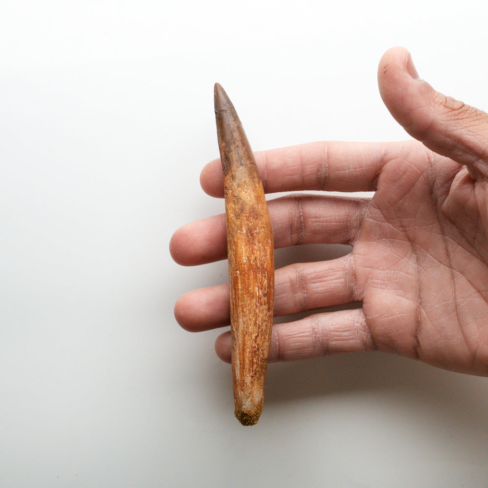 Genuine Natural Spinosaurus Dinosaur Tooth