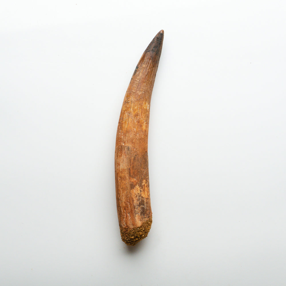 Genuine Natural Spinosaurus Dinosaur Tooth