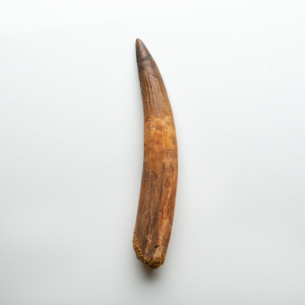 Genuine Natural Spinosaurus Dinosaur Tooth