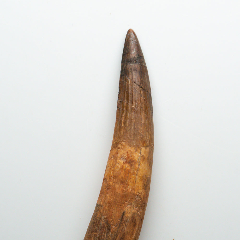 Genuine Natural Spinosaurus Dinosaur Tooth