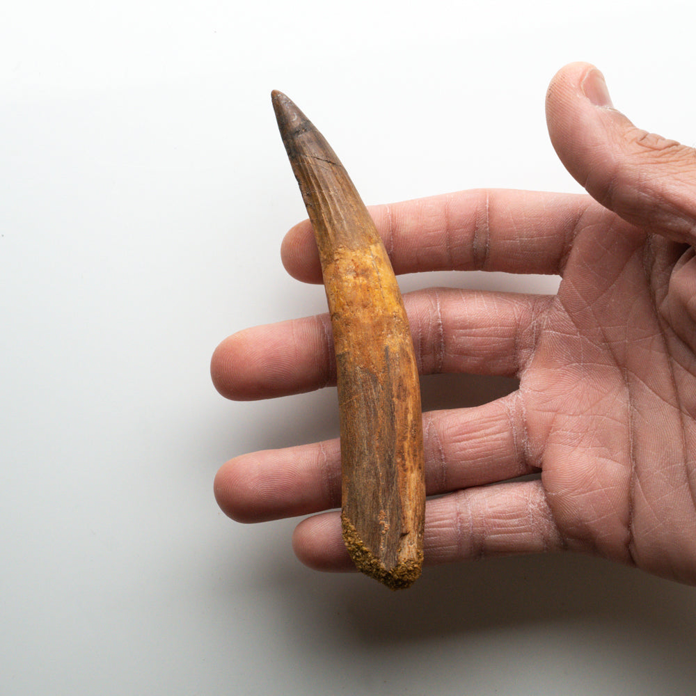 Genuine Natural Spinosaurus Dinosaur Tooth