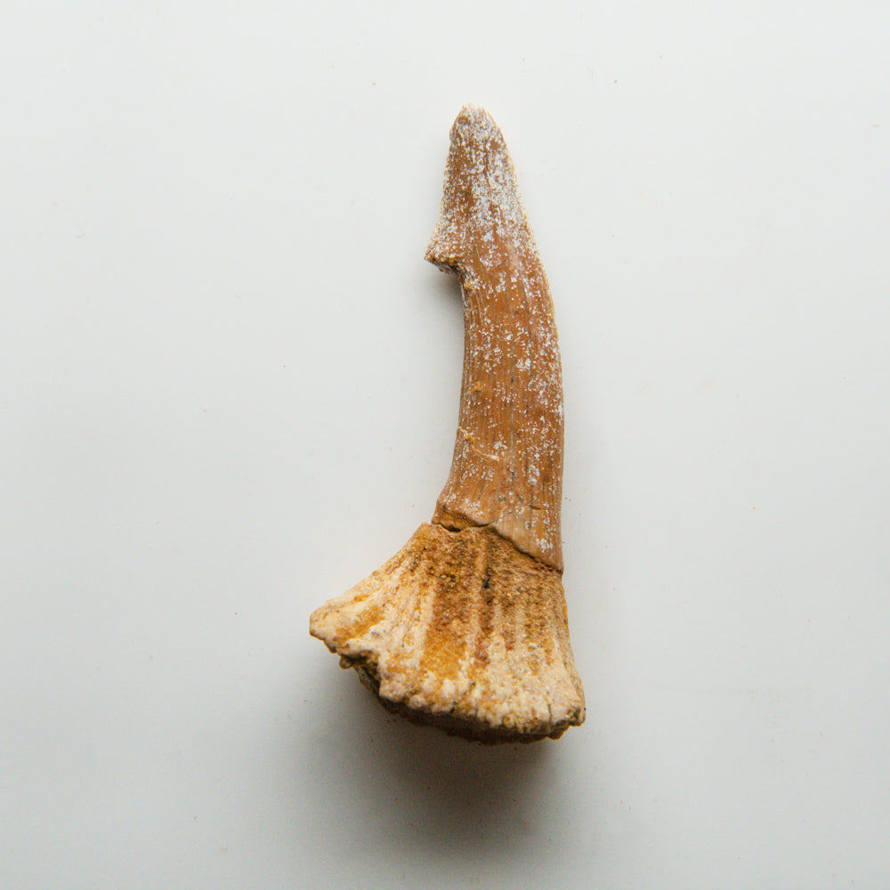 Genuine Natural Sawfish Tooth