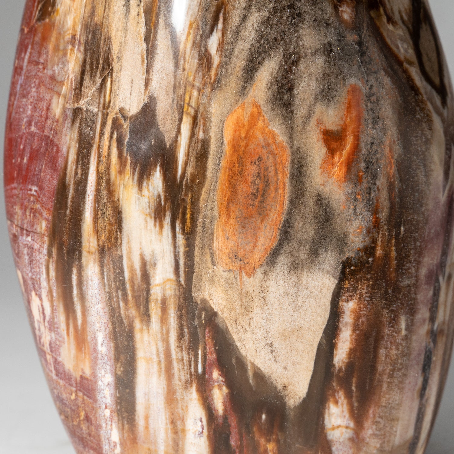 Polished Petrified Wood Freeform from Madagascar (4 lbs)