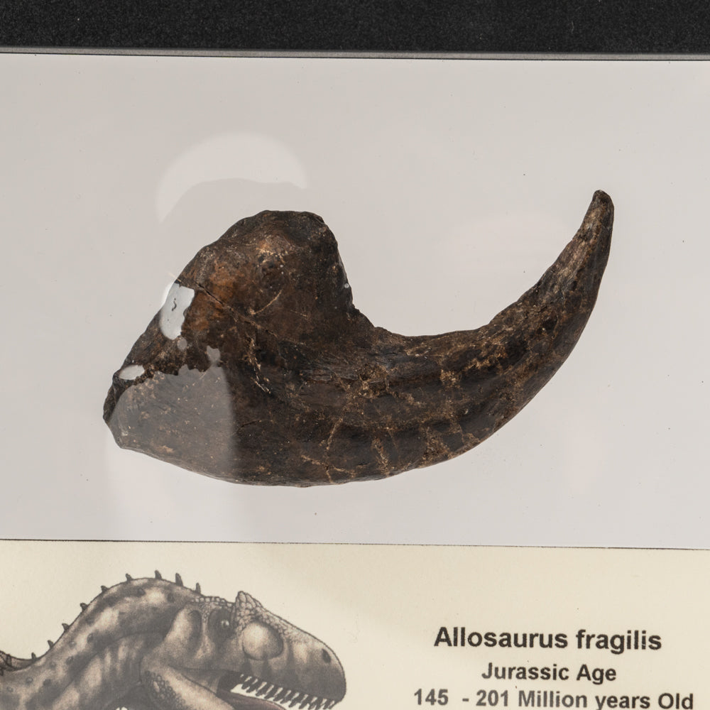 Genuine Allosaurus Fragilis